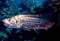 Tarpon