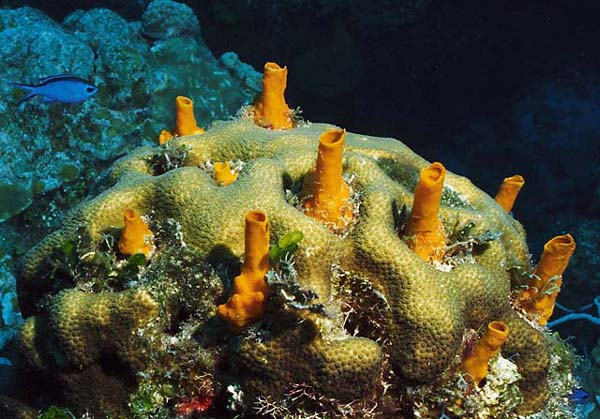 Tube Coral