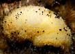 Anisodoris nobilis