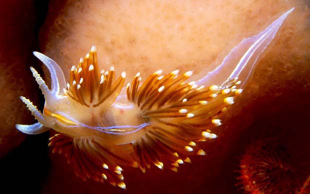 Hermissenda crassicornis