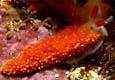 Aeolidiella oliviae