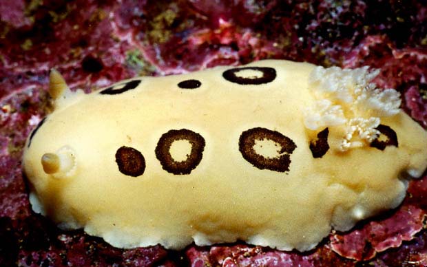 San Diego Droid : Diaulula sandiegensis