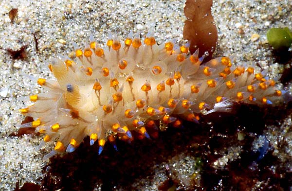 Santa Barbara Janolus : Janolus barbarensis