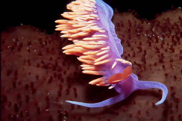 Spanish Shawl : Flabellina iodinea