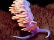 Flabellina iodinea