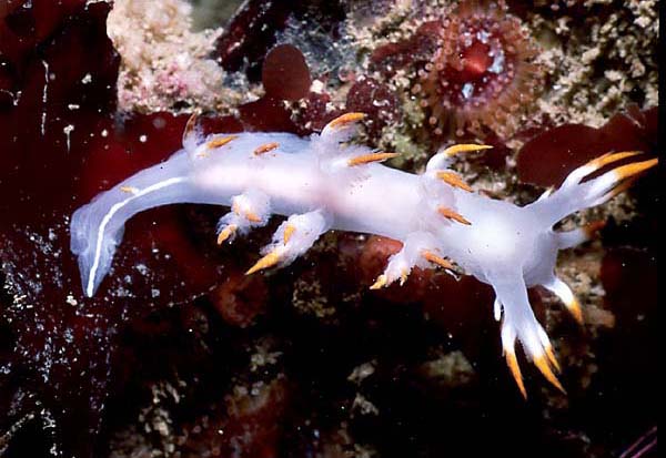 White Dendronotid : Dendronotus albus