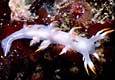 Dendronotus albus
