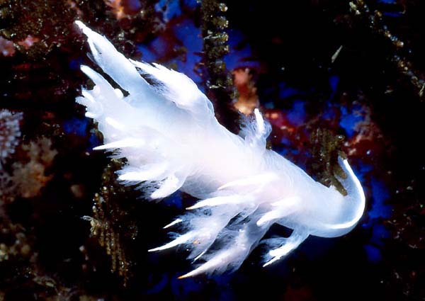 White Dendronotid : Dendronotus albus